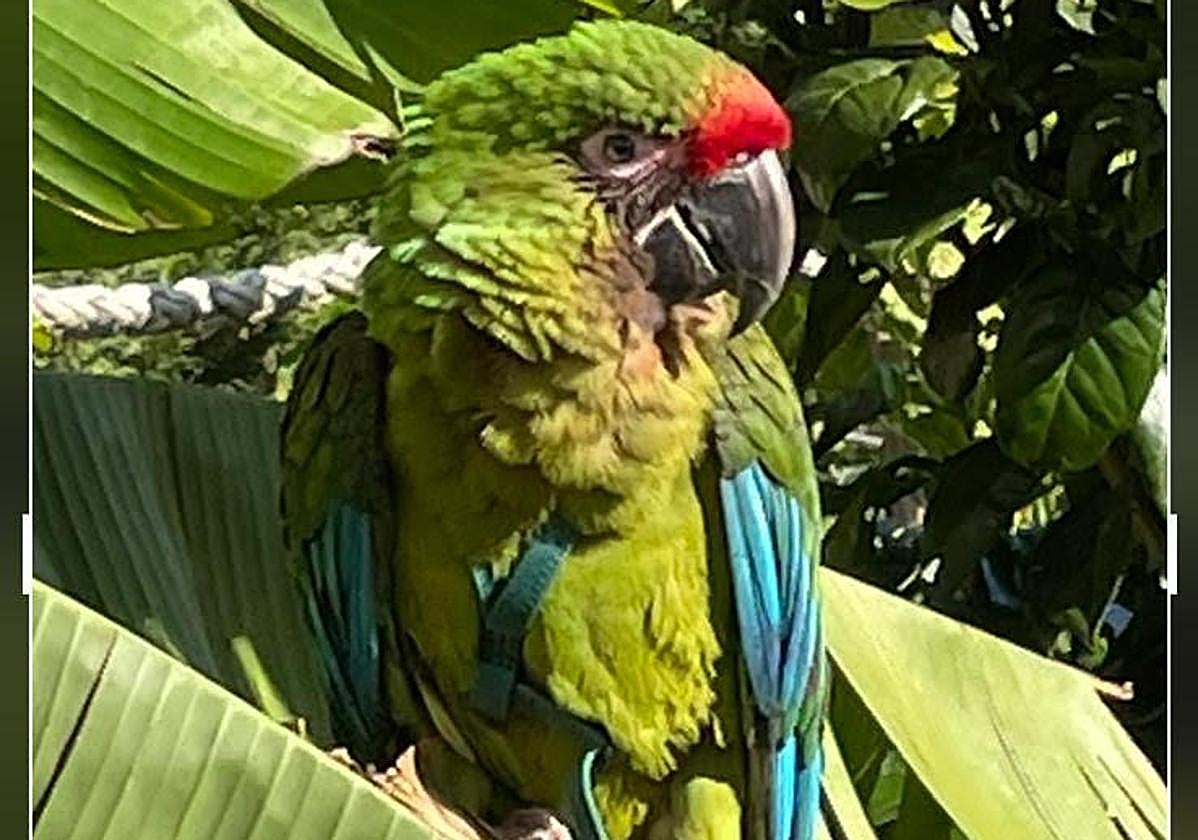 El guacamayo 'Zarco'.