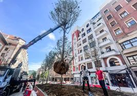 El Ayuntamiento finalizó ayer la plantación de nuevo arbolado en la calle María Díaz de Haro, en obras desde noviembre de 2021.