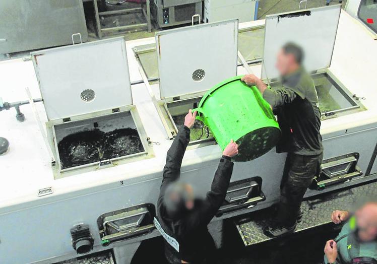 Agentes de la Guardia Civil trasladan las angulas incautadas.