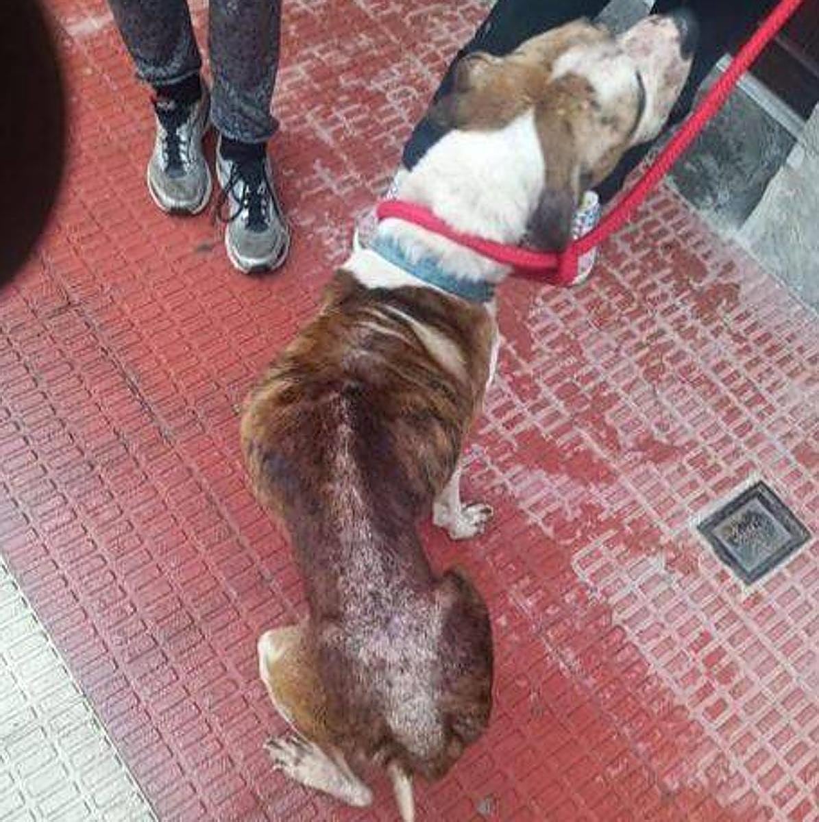 Imagen del estado del perro que fue rescatado en Igorre