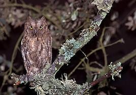 Imagen de un autillo posado en la rama de un árbol.