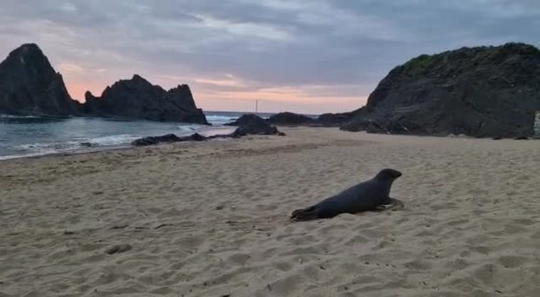 Una foca aparece en la playa de Mutriku