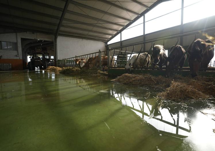 Una granja en Villambrosa también con el agua cercando los animales.