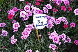En caso de lluvia, se trasladaría al Palacio Horkasitas, un recinto cubierto.