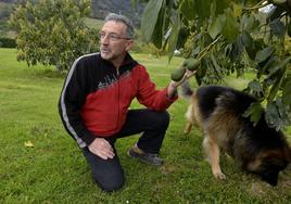 Aguacates ecológicos de Alonsotegi con sabor tropical