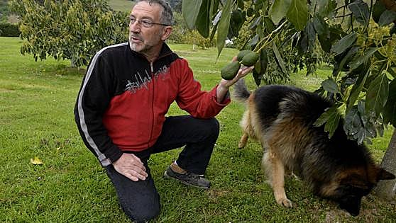 Aguacates ecológicos de Alonsotegi con sabor tropical