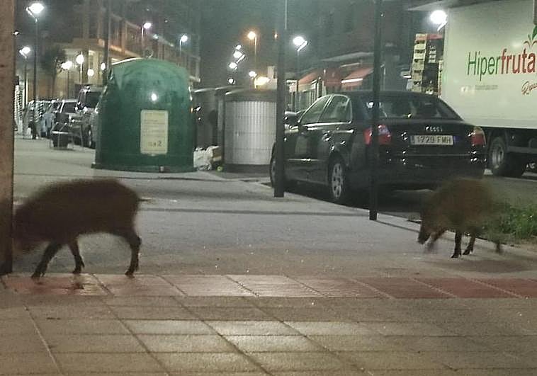 Los dos jabalíes, en la confluencia de las calles Juan Bautista Uriarte y Lapurdi.