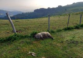 Tres mastines matan a una oveja en un monte de Peñas Blancas en Barakaldo