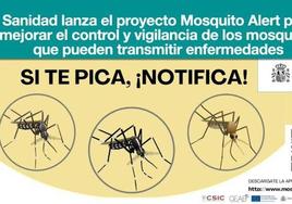 «Si te pica, notifica»: así es la aplicación de Sanidad 'Mosquito Alert' con el aval de Fernando Simón