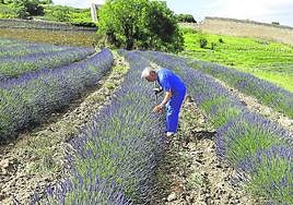 La lavanda volverá a tenir de malva la zona a lo largo del verano.