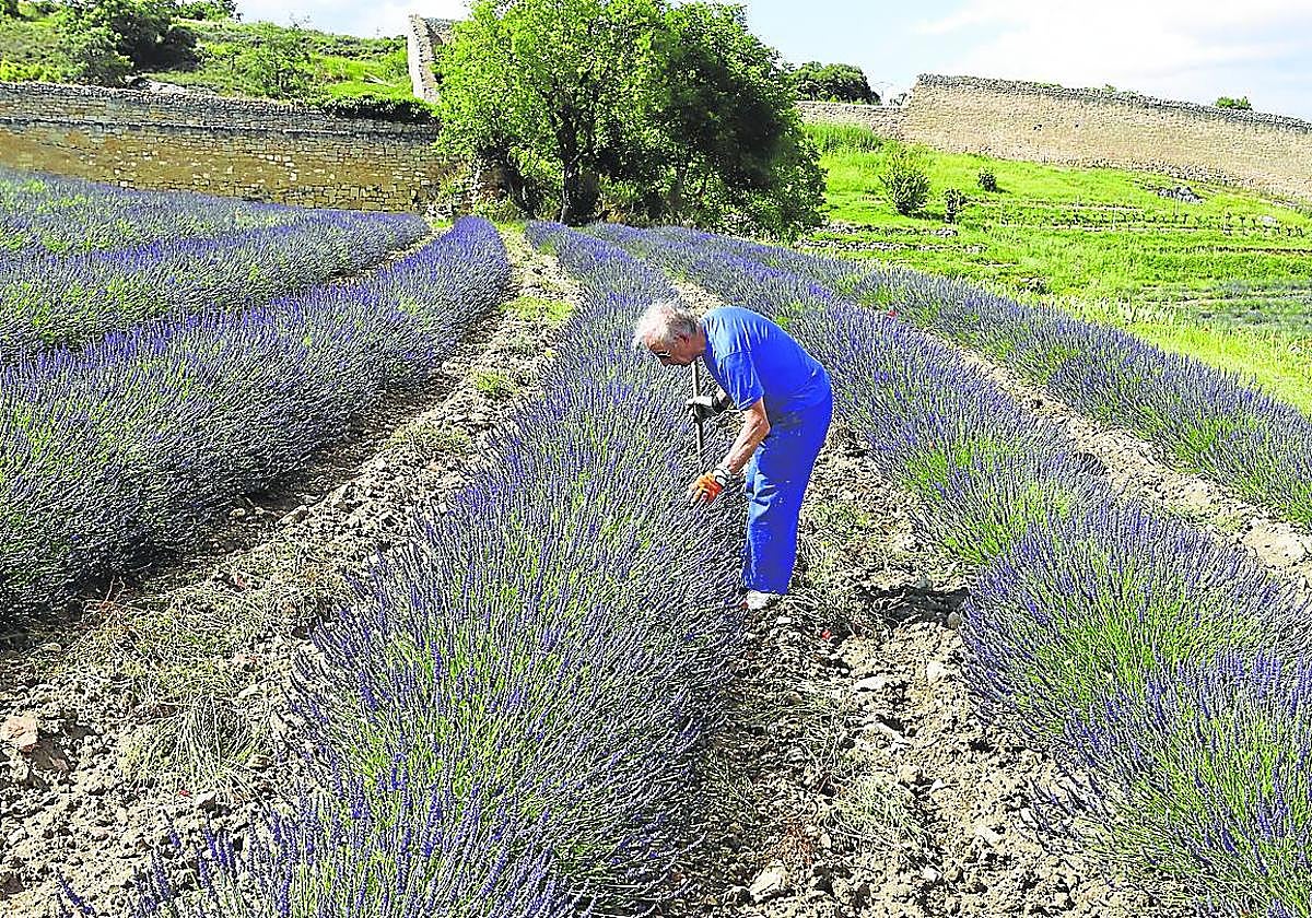 La lavanda volverá a tenir de malva la zona a lo largo del verano.