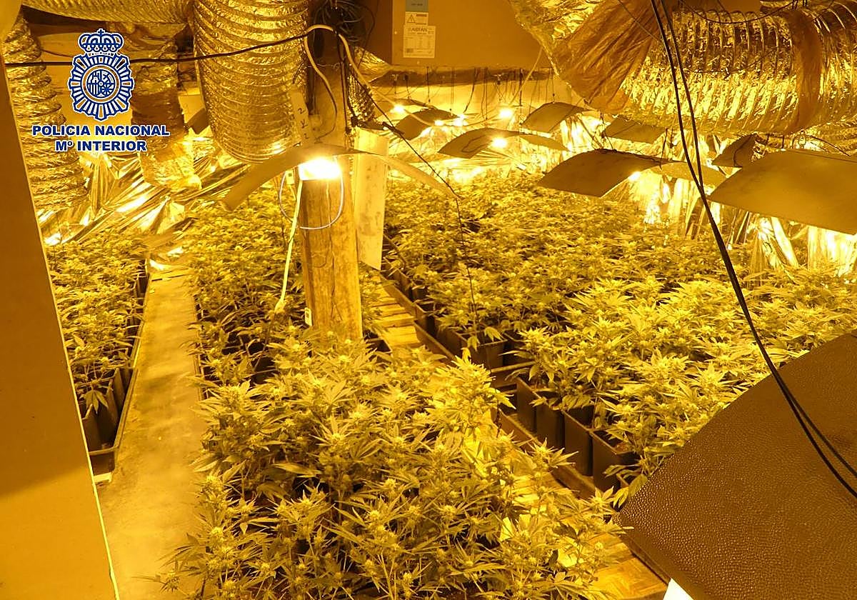 Interior de una de las habitaciones en las que se cultivaban las plantas de marihuana.