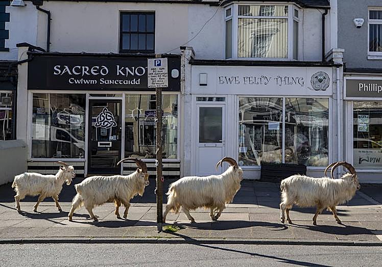 Cabras por una localidad de gales durante el confinamiento humano.