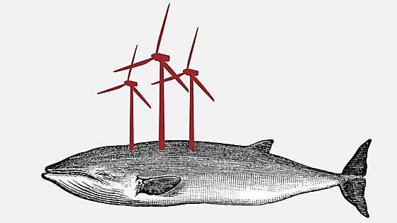 Ballenas y posidonia
