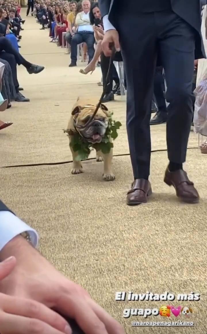 Lito, el perro de la novia, haciendo el paseillo hasta el altar. 