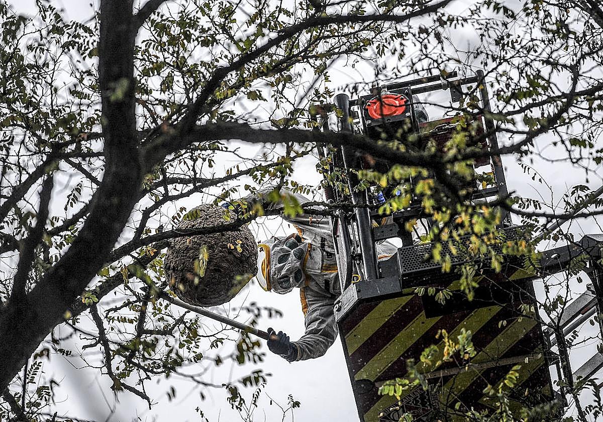 El nido de la velutina. Un bombero procede a retirar una colmena de avispa asiática de un árbol en Vitoria.