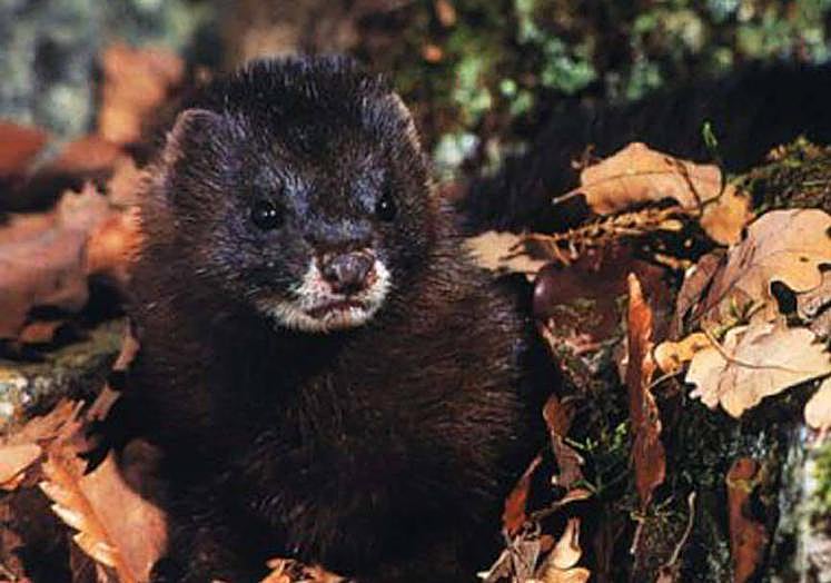 Imagen principal - Visón americano, Galápago americano y Árbol del cielo.