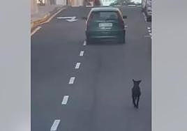 El perro corre tras el coche de su dueña.