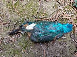 El martín pescador hallado muerto.