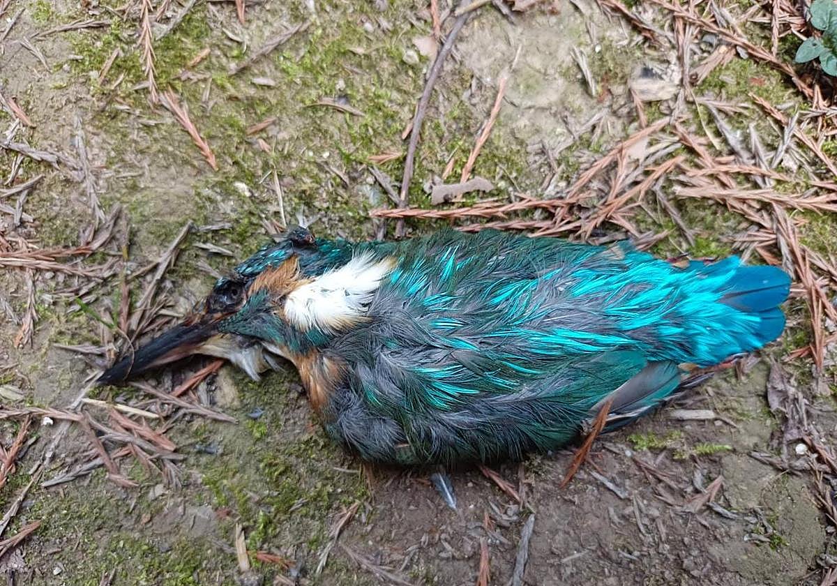 El martín pescador hallado muerto.