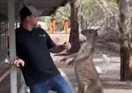 Pelea entre un turista y un canguro en un zoo de Australia