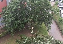 Imagen de la higuera con una de las ramas rotas tras el temporal del domingo en Basauri