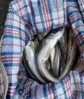 Imagen secundaria 2 - Intervenidos en Mundaka más de 200 kilos de pescado y marisco preparados para su venta irregular