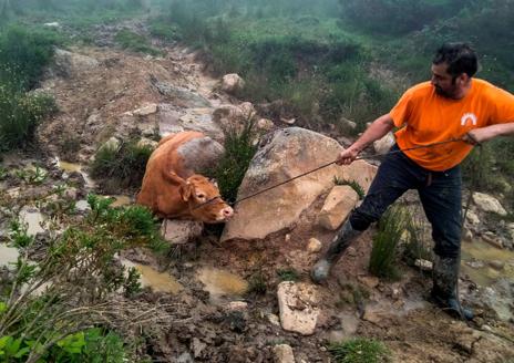 Imagen secundaria 1 - Dos ganaderos sacan &#039;a mano&#039; una vaca lesionada porque el 112 les cobraba 1.800 euros