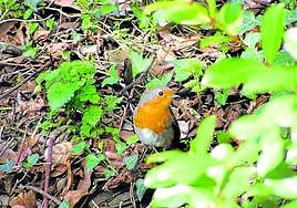 Ejemplar de petirrojo entre la hojarasca.