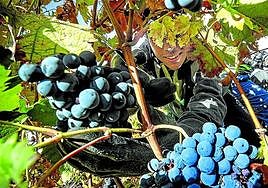 Un temporero trabaja durante la vendimia en un viñedo.