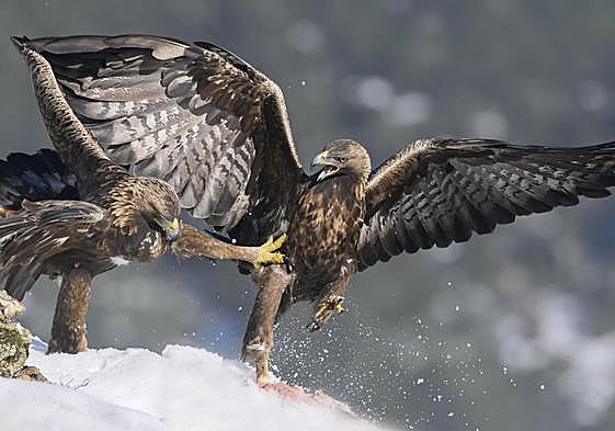 Esta pareja de águilas reales tiene uno de sus nidos muy cerca de donde se contempla un molino