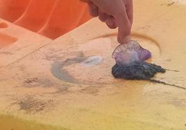 Una de las 'carabelas portuguesas' recogidas en la tarde de ayer en la playa de Ondarreta.