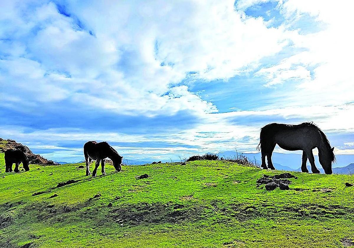 Unos caballos pastan en el 'Ganeko', con una imponente cima.