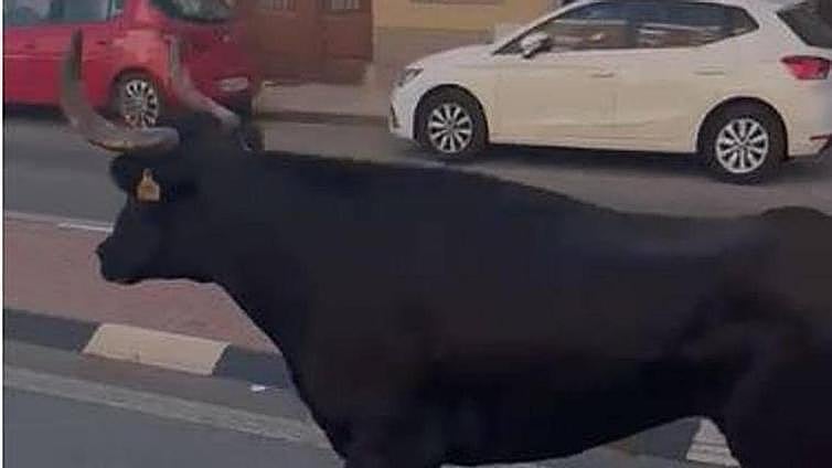 Herida grave una mujer de 74 años tras ser embestida por un toro que se escapó del pueblo de al lado