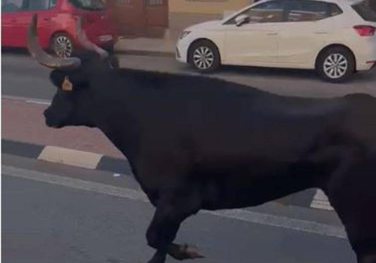 Herida grave una mujer de 74 años tras ser embestida por un toro que se escapó del pueblo de al lado