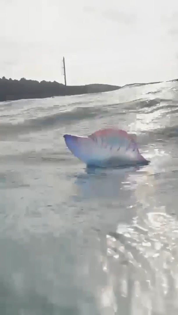 Avistan una gran carabela portuguesa en Gorliz