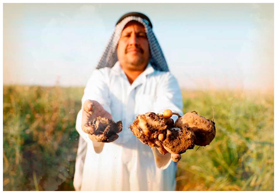 Un agricultor en Irak muestra la cosecha que ha perdido a causa de las olas de calor. Una imagen que podemos encontrar repetida una y otra vez en cualquier país del mundo.