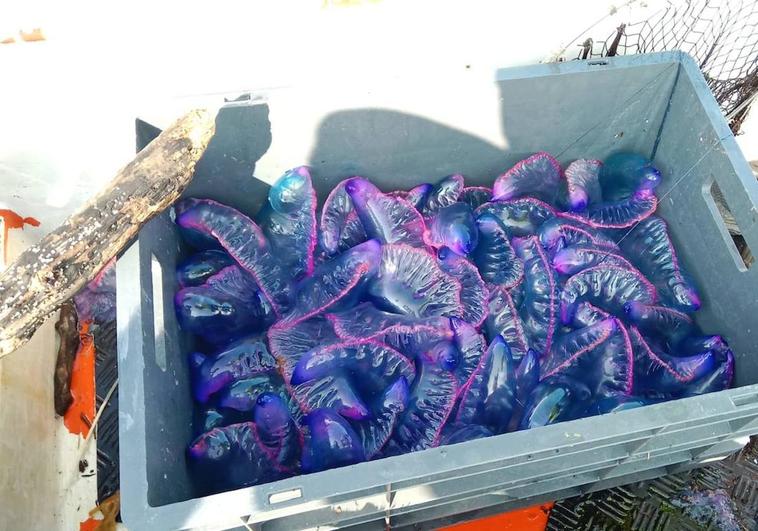 'Carabelas portuguesas' recogidas este viernes en La Concha