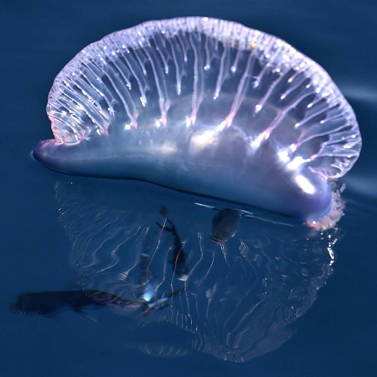 El viaje de las carabelas portuguesas a las playas vascas: así llegan las medusas a Euskadi