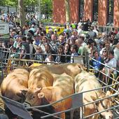 El campo alavés cautiva a los vitorianos