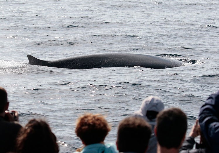 Los 'navegantes' toman imágenes de los gigantes marinos