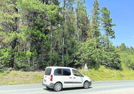 Un hongo daña cien hectáreas de pinos en Ayala tras la granizada del 12 de junio