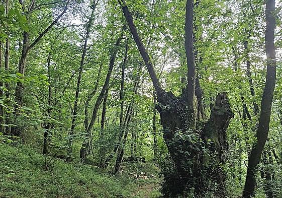 Pistas, cierres y abrevaderos se llevan la mayor parte de las ayudas forestales