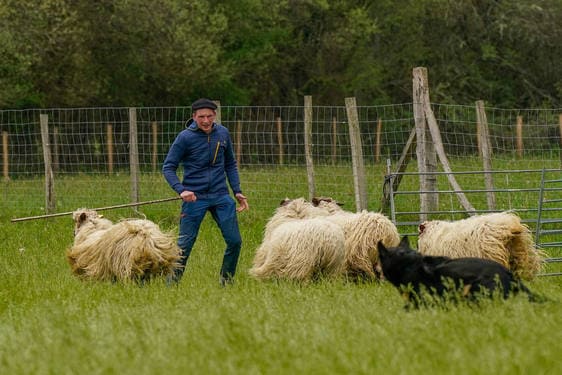 Campeonato de perros pastor.