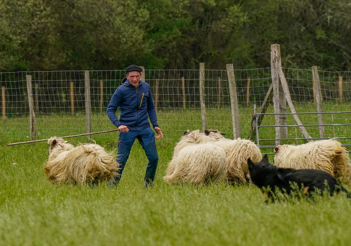 Campeonato de perros pastor.