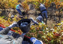 Trabajadores de una parcela durante la vendimia del año pasado