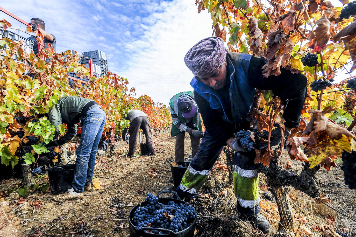 La UAGA admite que decenas de bodegas alavesas tirarán miles de kilos de uva