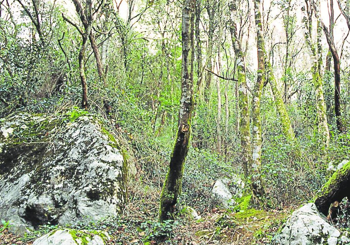 Encinar cantábrico en la reserva del Urdaibai.