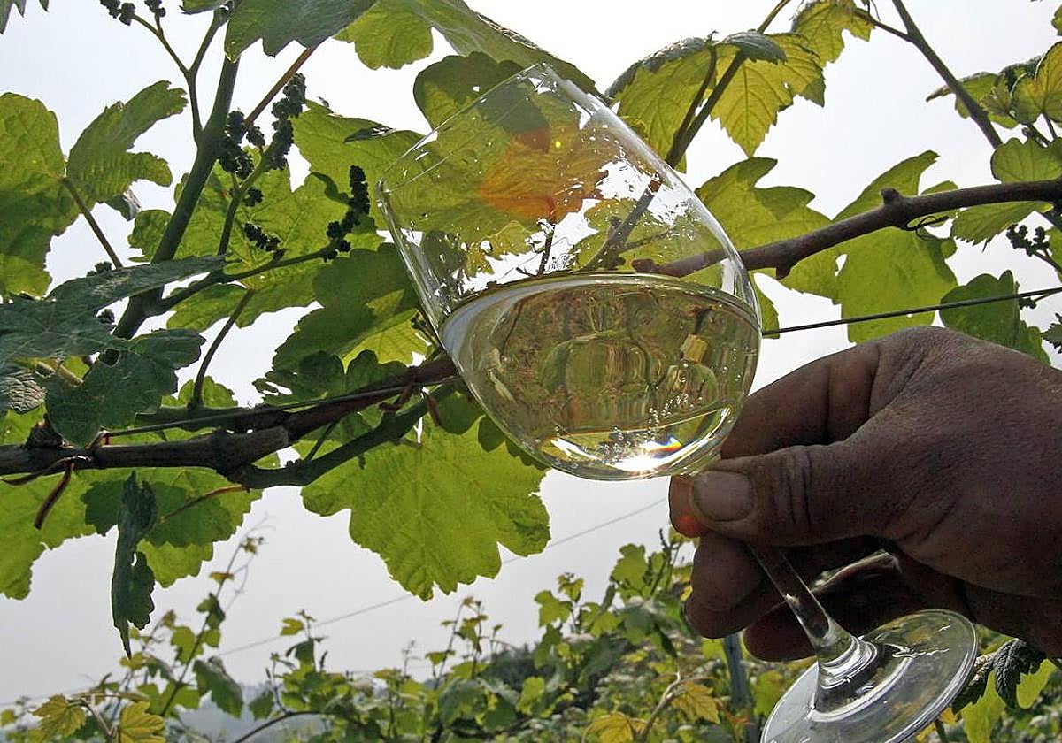 El txakoli se prepara para una vendimia complicada