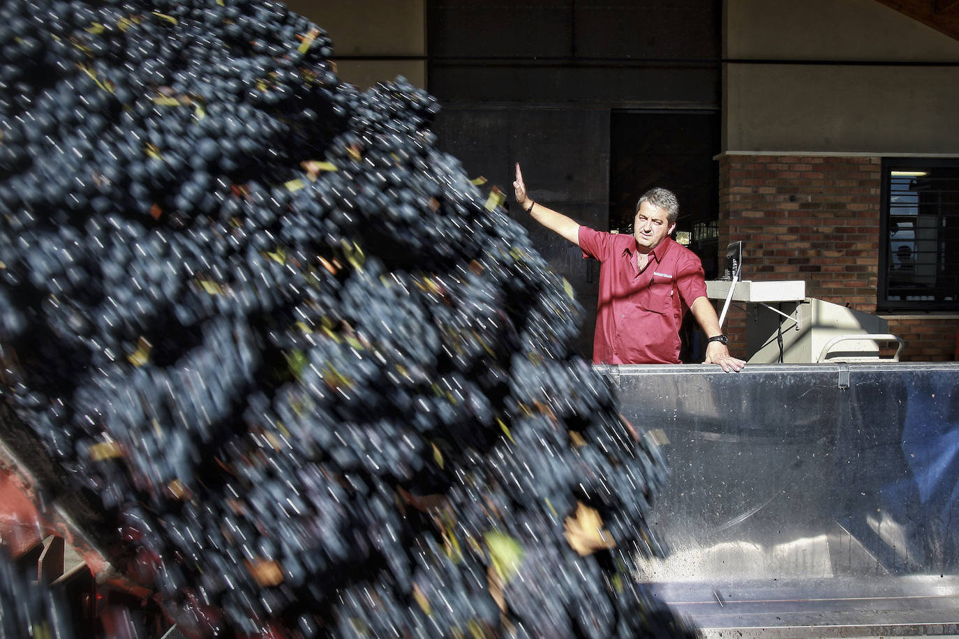 El Consejo Regulador argumenta que neutralizando el exceso de producción se mantendrá la competitividad y la rentabilidad de la marca.